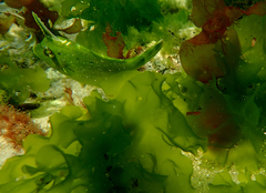 Scobinichthys granulatus