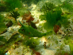 Scobinichthys granulatus
