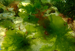 Scobinichthys granulatus