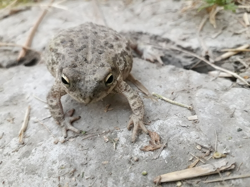Indus Valley Toad