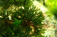 Scobinichthys granulatus