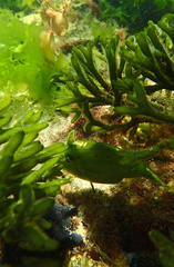 Scobinichthys granulatus