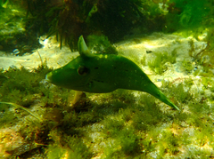 Scobinichthys granulatus