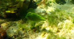 Scobinichthys granulatus