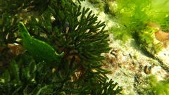 Scobinichthys granulatus