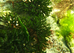 Scobinichthys granulatus