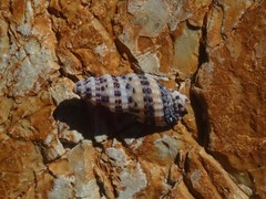 Maculotriton serriale