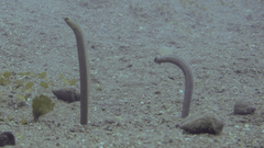 Heteroconger taylori