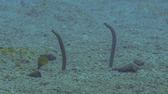 Heteroconger taylori