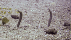 Heteroconger taylori