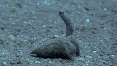 Heteroconger taylori
