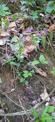 Lathyrus vernus