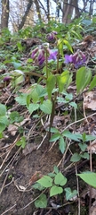 Lathyrus vernus