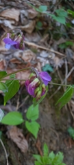 Lathyrus vernus