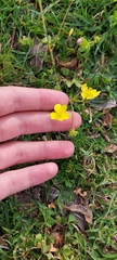 Ranunculus