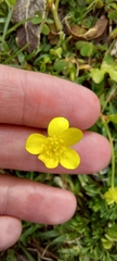 Ranunculus