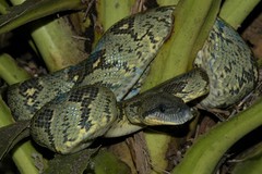 Madagascar Tree Boa photo 5