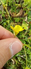 Ranunculus