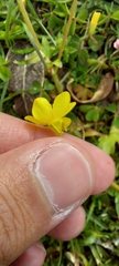 Ranunculus
