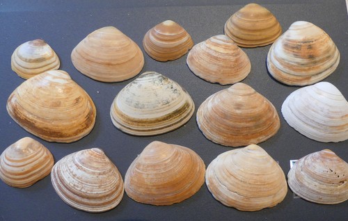 Solid Surfclam