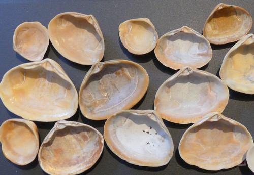 Solid Surfclam