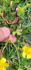 Ranunculus
