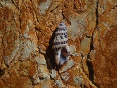 Maculotriton serriale