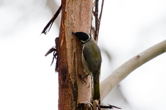 Melithreptus validirostris