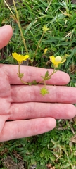 Ranunculus