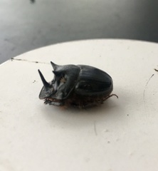 Onthophagus mniszechi
