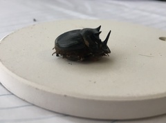 Onthophagus mniszechi