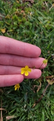 Ranunculus