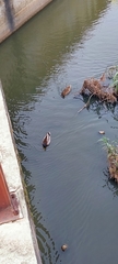 Anas platyrhynchos