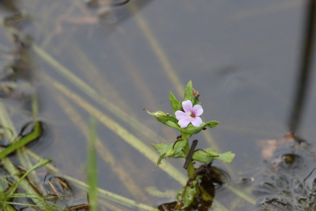 Rau ngổ – Limnophila aromatica