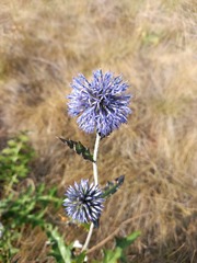 Echinops tataricus