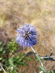 Echinops tataricus