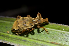 Anagotus oconnori