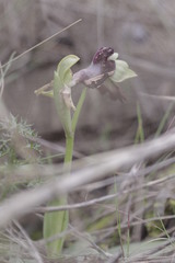 Ophrys atlantica