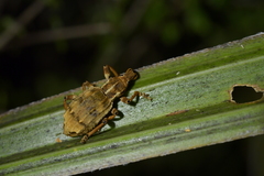 Anagotus oconnori