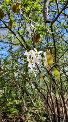 Amelanchier × lamarckii