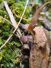 Entometa apicalis