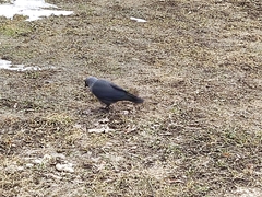 Corvus monedula