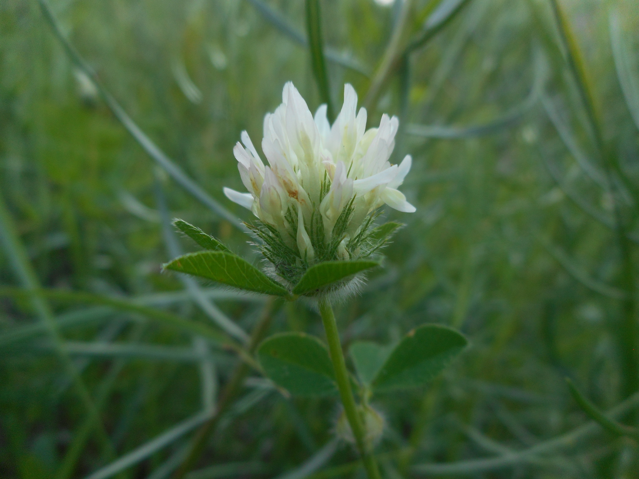 Trifolium pallidum