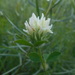 Trifolium pallidum - Photo (c) Claudio Flamigni, some rights reserved (CC BY-NC), uploaded by Claudio Flamigni