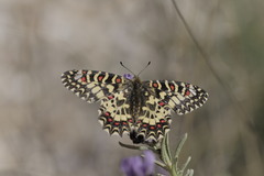 Zerynthia rumina