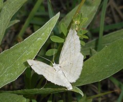 Perconia strigillaria