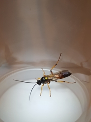 Ichneumon lotatorius
