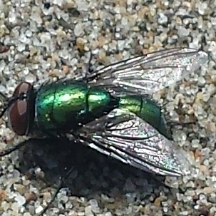 Lucilia thatuna