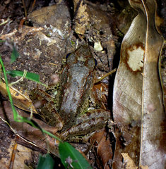 Limnonectes leporinus