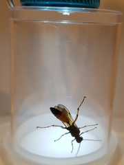 Ichneumon lotatorius